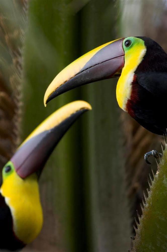 Puerto Jiménez Bosque Del Cabo Rain Forest Lodge מראה חיצוני תמונה